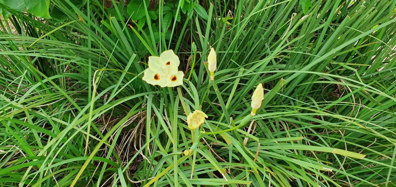 Pousada Charle Brown Garopaba Luaran gambar